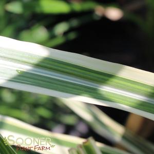Image Property of Sooner Plant Farm, Inc.