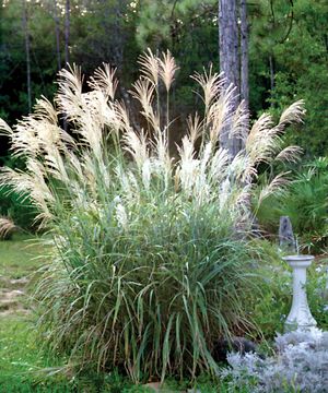CENTRAL PARK MAIDEN GRASS