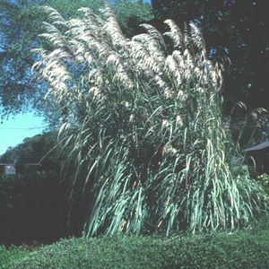 HARDY PAMPAS GRASS