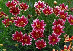 Courtesy of Terra Nova Nursery