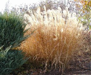 MAIDEN GRASS