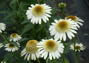 Courtesy of Terra Nova Nursery