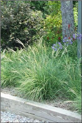 LITTLE KITTEN DWARF MAIDEN GRASS