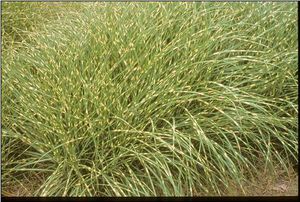 LITTLE ZEBRA DWARF MAIDEN GRASS