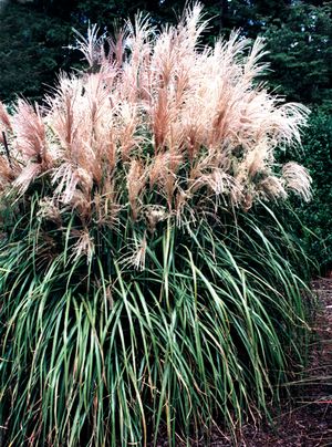 MALEPARTUS MAIDEN GRASS