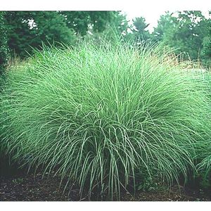 MORNING LIGHT MAIDEN GRASS