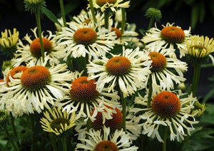 Courtesy of Terra Nova Nursery