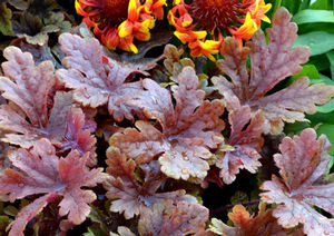 Courtesy of Terra Nova Nursery