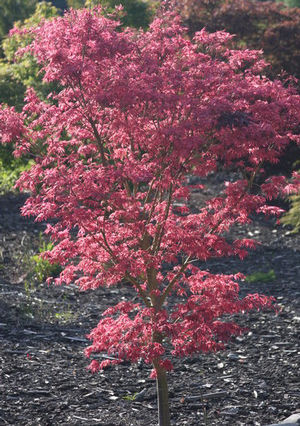 Courtesy of Buchholz & Buchholz Nursery