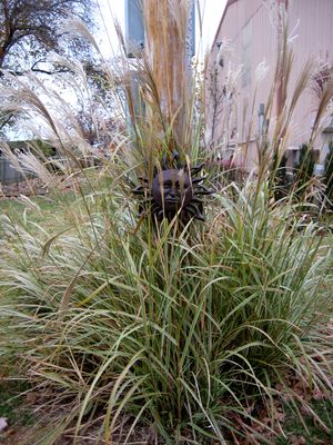 Image is property of Sooner Plant Farm
