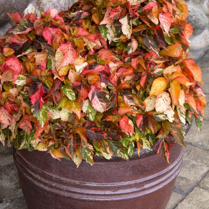 NORTH POLE® ARBORVITAE