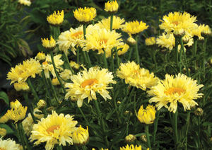 Courtesy of Terra nova Nurseries
