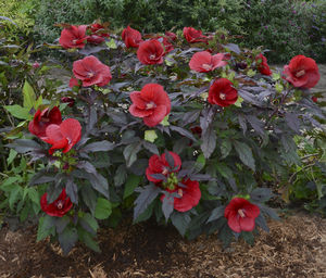 Courtesy of Walters Gardens