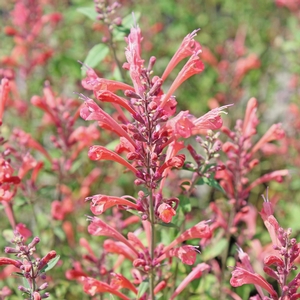 Image Property of Sooner Plant Farm