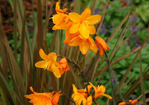 Courtesy of Terra Nova Nursery