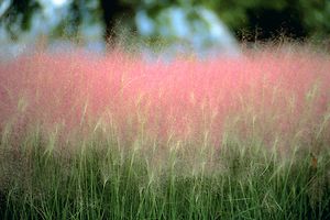 PINK FLAMINGOS MUHLY GRASS