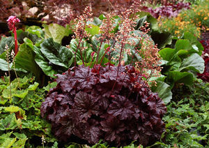 Courtesy of Terra Nova Nursery