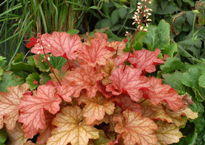 Courtesy of Terra Nova Nursery