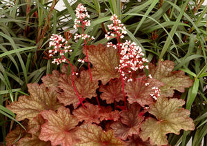 Rio in the summer
Courtesy of Terra Nova Nursery