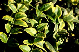 Photo courtesy of Greenleaf Nursery