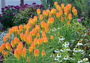 Courtesy of Terra Nova Nursery
