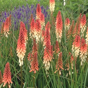 Image Property of Sooner Plant Farm