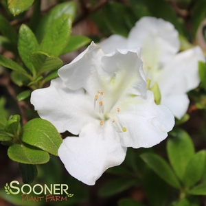 Image Property of Sooner Plant Farm