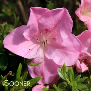 Image Property of Sooner Plant Farm