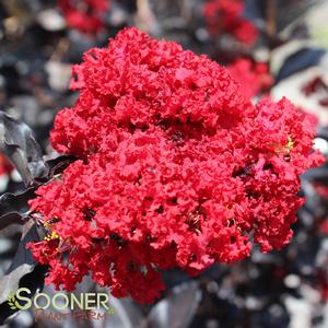 Image Property of Sooner Plant Farm, Inc.