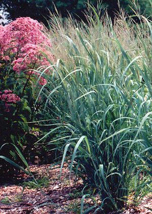 DALLAS BLUES SWITCH GRASS
