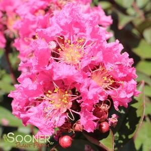 Image Property of Sooner Plant Farm, Inc.