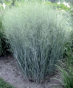 HEAVY METAL SWITCH GRASS