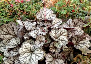 Courtesy of Terra Nova Nursery 