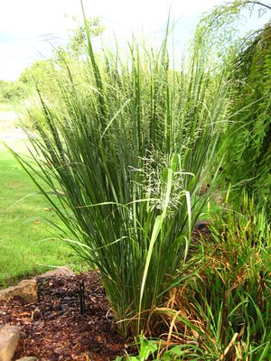 Very upright and formal.
Image is property of Sooner Plant Farm