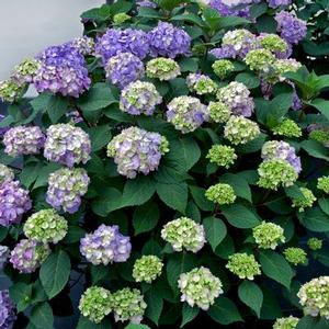 Courtesy of Greenleaf Nursery