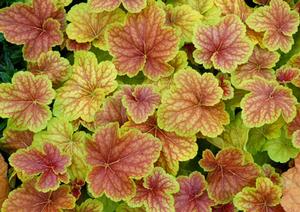 Courtesy of Terra Nova Nurseries 