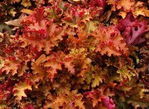 Courtesy of Terra Nova Nurseries 