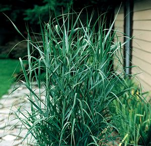 PRAIRIE SKY SWITCH GRASS