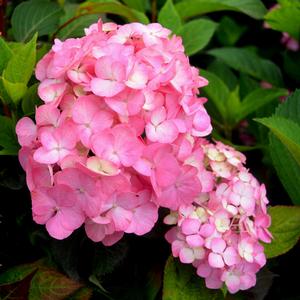 Photo courtesy of Greenleaf Nursery