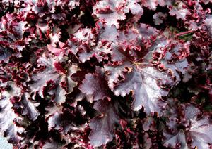 Courtesy of Terra Nova Nurseries 