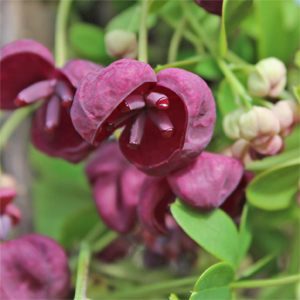 Image Property of Sooner Plant Farm