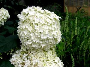 Photo courtesy of Greenleaf Nursery