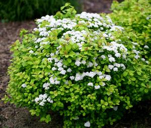 Photo courtesy of Greenleaf Nursery