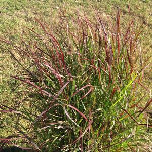 Image Property of Sooner Plant Farm