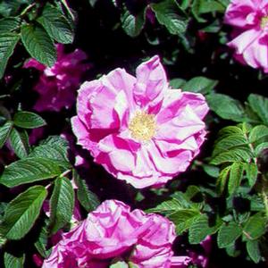 Photo courtesy of Greenleaf Nursery