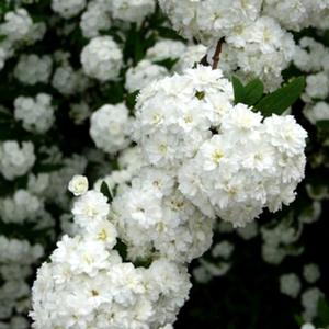 Photo courtesy of Greenleaf Nursery