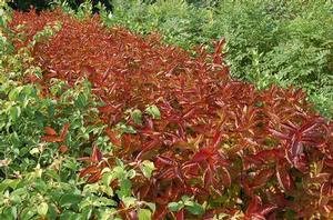 Photo courtesy of Greenleaf Nursery