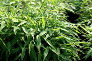 Photo courtesy of Greenleaf Nursery