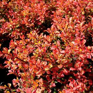 Photo courtesy of Greenleaf Nursery