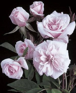 Photo courtesy of Weeks Roses